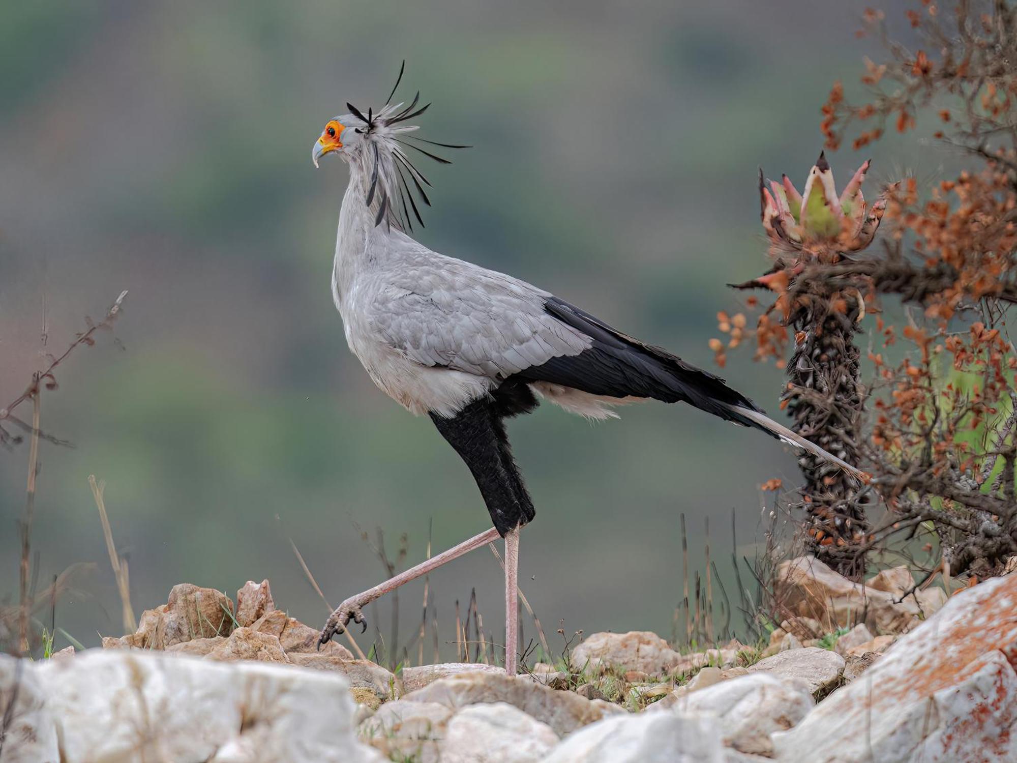 Ulundi Zulu Rock Lodge - Babanango Game Reserve מראה חיצוני תמונה
