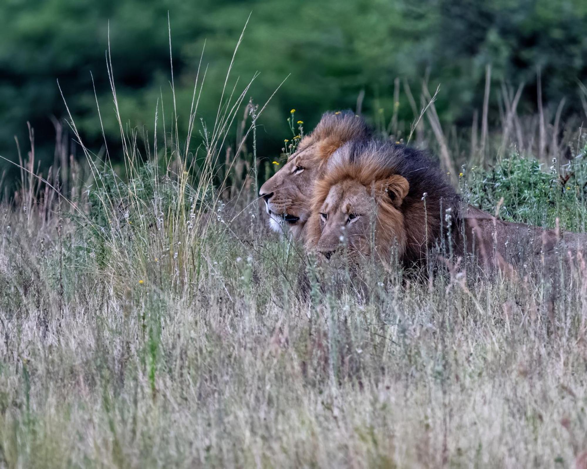 Ulundi Zulu Rock Lodge - Babanango Game Reserve מראה חיצוני תמונה