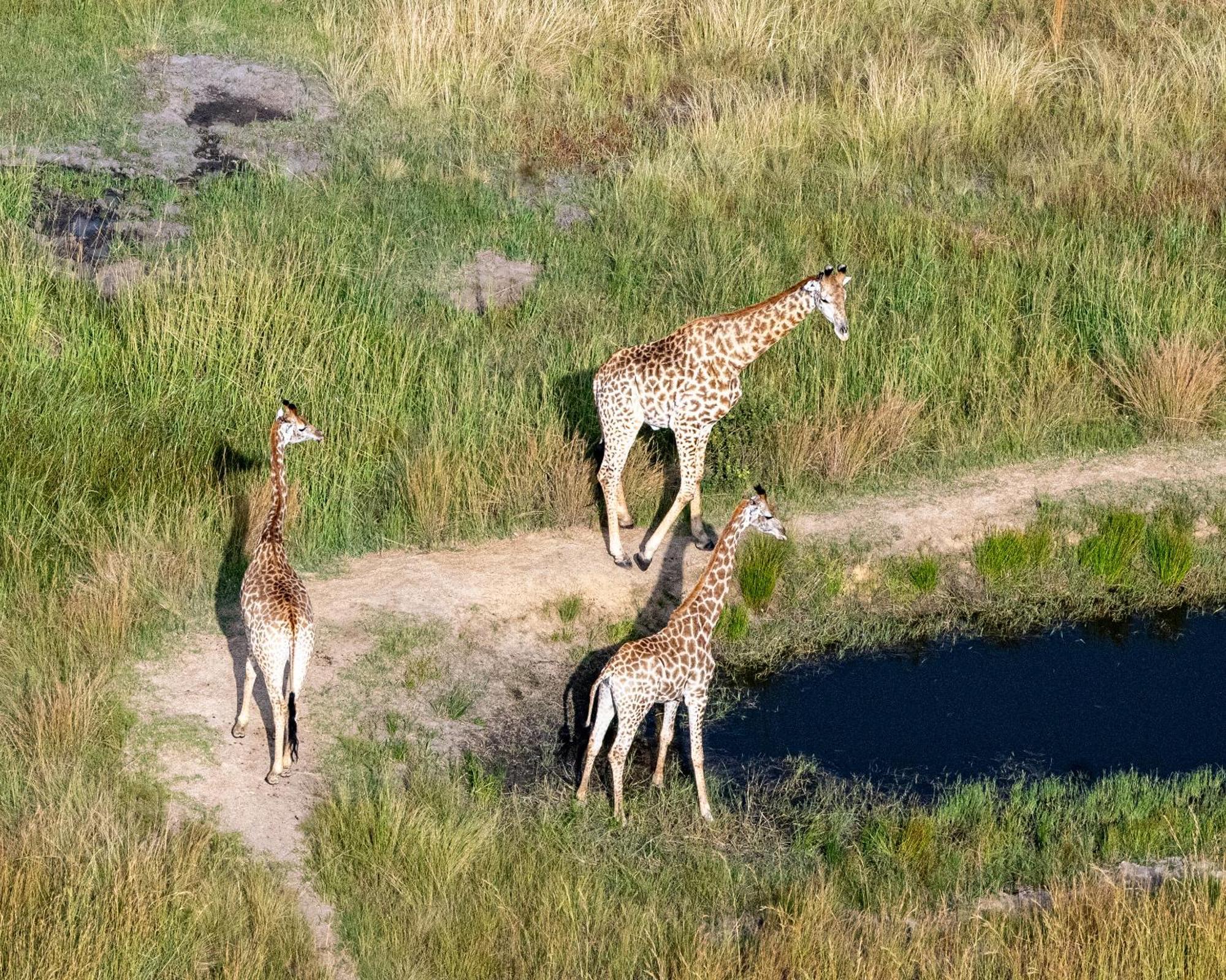 Ulundi Zulu Rock Lodge - Babanango Game Reserve מראה חיצוני תמונה
